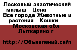 Ласковый экзотический малыш › Цена ­ 25 000 - Все города Животные и растения » Кошки   . Московская обл.,Лыткарино г.